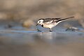 * Nomination White Wagtail (Motacilla alba). By User:Mildeep --Nirmal Dulal 16:16, 15 February 2024 (UTC) * Promotion  Support Good quality. --Poco a poco 21:13, 15 February 2024 (UTC)