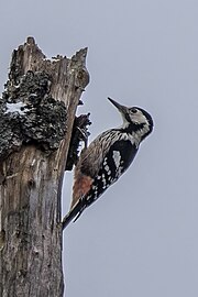 White-backed woodpecker Dendrocopos leucotos ♀
