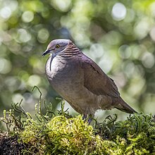 White-throated quail-dove (Zentrygon frenata bourcieri) Caldas.jpg