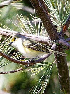 White-eyed vireo species of bird