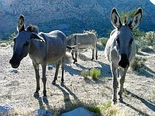 Feral burros in Red Rock Canyon Wild Burros.jpg