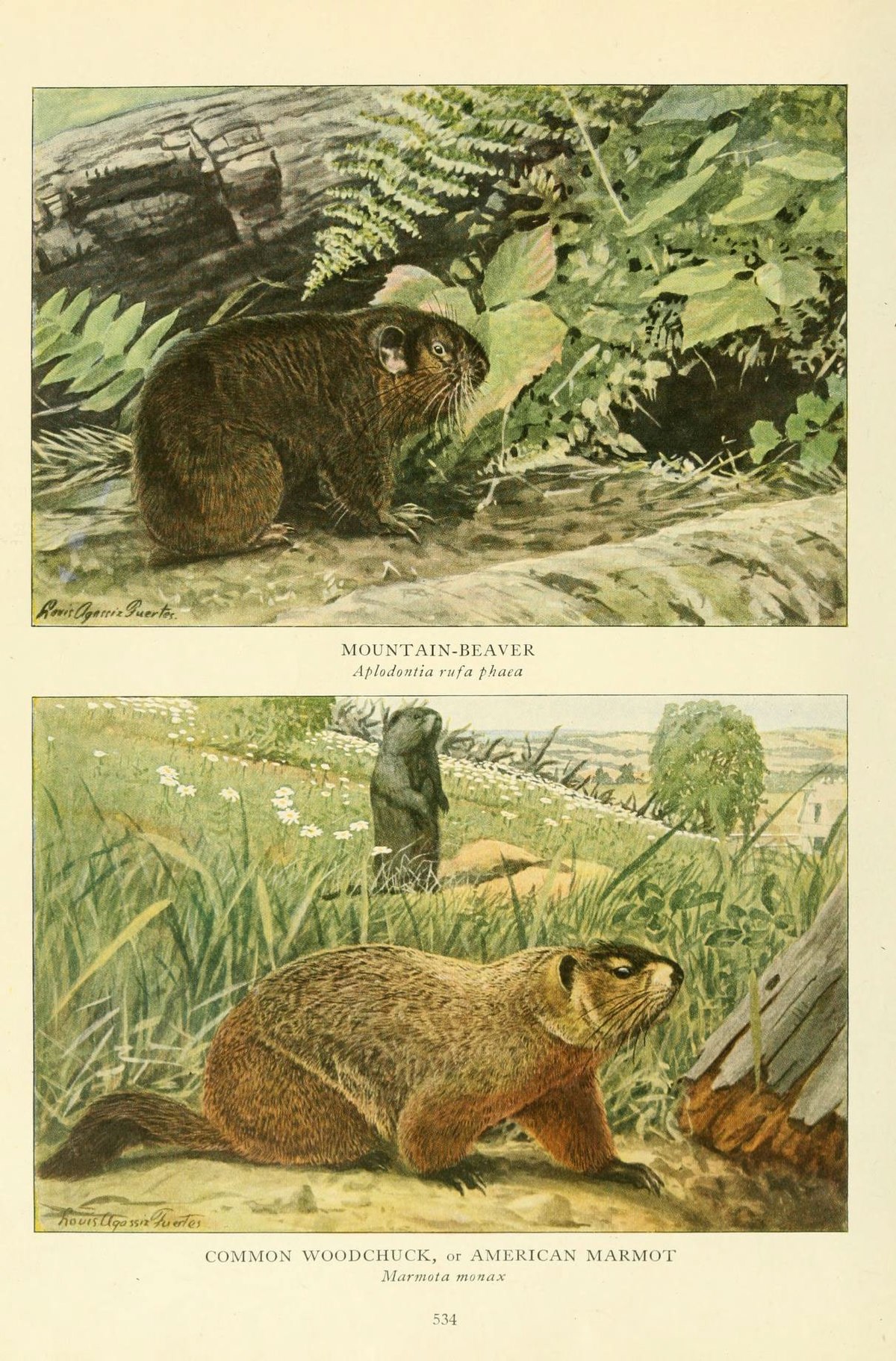 File:Wild animals of North America, intimate studies of big and little  creatures of the mammal kingdom (Page 534) (6217228604).jpg - Wikimedia  Commons