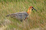 La vida silvestre en y alrededor de la Reserva Laguna Nimez en El Calafate, Argentina - hay cierta incertidumbre aquí entre algunas autoridades - es este el Ibis de cara negra (Theristicus melanops) - O - el (24560030193).jpg