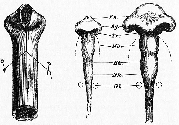 Drawing by Wilhelm His of chick brain compared to folded rubber tube, 1874. Ag (Anlage) = Optic lobes, matching bulges in rubber tube.