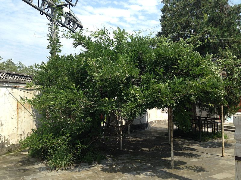 File:Wisteria sinensis in Beihai Park.jpg