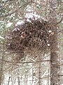 Dead witch's broom, Jacques-Cartier National Park, Quebec