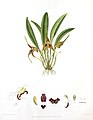 Masdevallia peristeria plate in: Florence H. Woolward: The Genus Masdevallia, (1896)