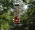 2014-01-14 A blue tit on a bird feeder.