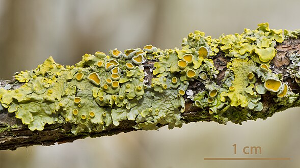 Xanthoria parietina growing on plant branches