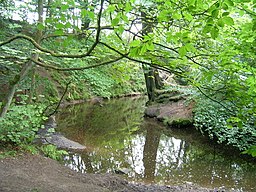 Yarrow i Duxbury Woods.