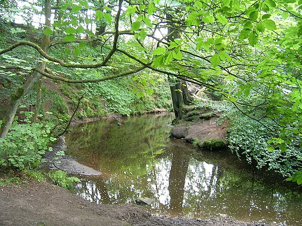 River Yarrow in Duxbury Woods