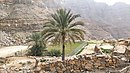 Yinainir - Wadi Arus - Palm trees and terraces in the middle course