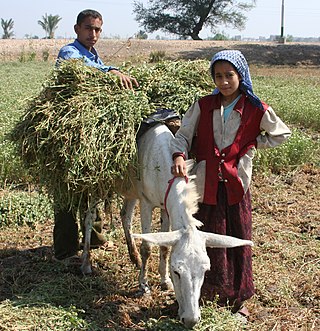 <span class="mw-page-title-main">Fellah</span> Farmer or agricultural laborer in the Middle East and North Africa