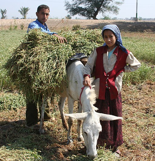 Young boy and girl harvest farm crops in Egypt