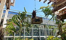Zamia pseudoparasitica - Ботанический сад Мари Селби - Сарасота, Флорида - DSC01099.jpg