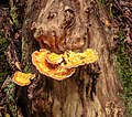 (Laetiporus sulphureus).