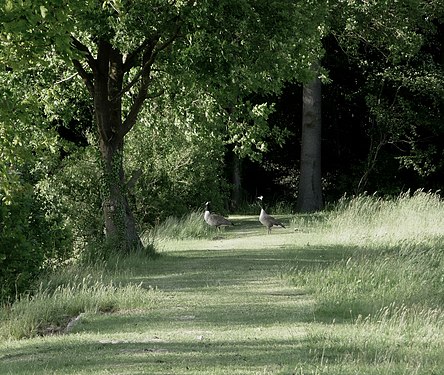 Zwei Graugänse am bewaldeten Ufer eines Sees in Nordhrein-Westfalen.