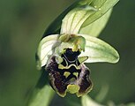 Ophrys bornmuelleri