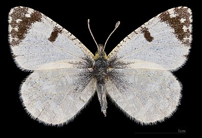   Dorsal side