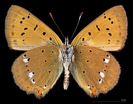 Lycaena virgaureae ♂  △