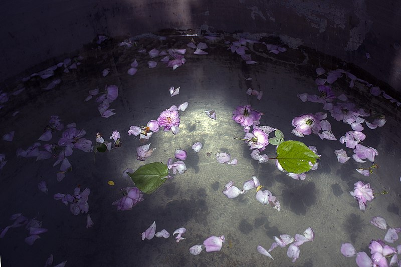 File:مراسم گلابگیری در قمصر کاشان Golabgiri ("making Rosewater") - Ghamsar- Kashan- Iran 27.jpg