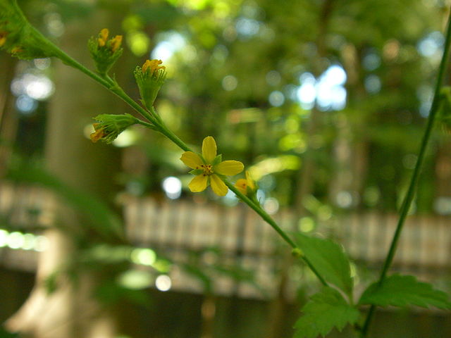 File キンミズヒキ 金水引 Agrimonia Pilosa Var Japonica 花 Jpg Wikimedia Commons