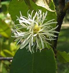 Description de l'image 四藥門花 Loropetalum subcordatum -香港西貢獅子會自然教育中心 Saikung, Hong Kong- (9227079479).jpg.