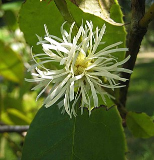 <i>Loropetalum subcordatum</i> Species of flowering plant in the saxifrage order (Saxifragales) of core eudicots