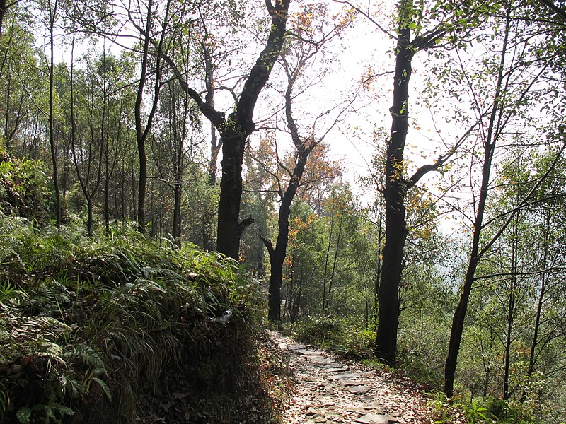 File:松龙岭枫林古道上 - panoramio (2).jpg