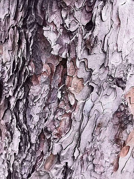The bark of Pinus thunbergii is made up of countless shiny layers.