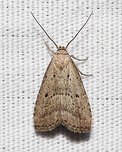 - 8421 – Hypenodes fractilinea – Broken-line Hypenodes Moth.jpg