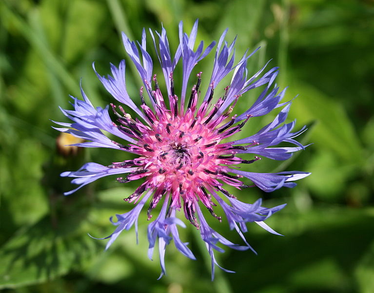 File:0 Centaurea montana - Centaurée des montagnes (1).JPG