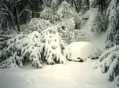 A downed tree in Asheville, North Carolina caused by snowfall from the 1993 Storm of the Century