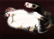 An apparently floating cat scan 2003-06-14 Scanned kitten.jpg