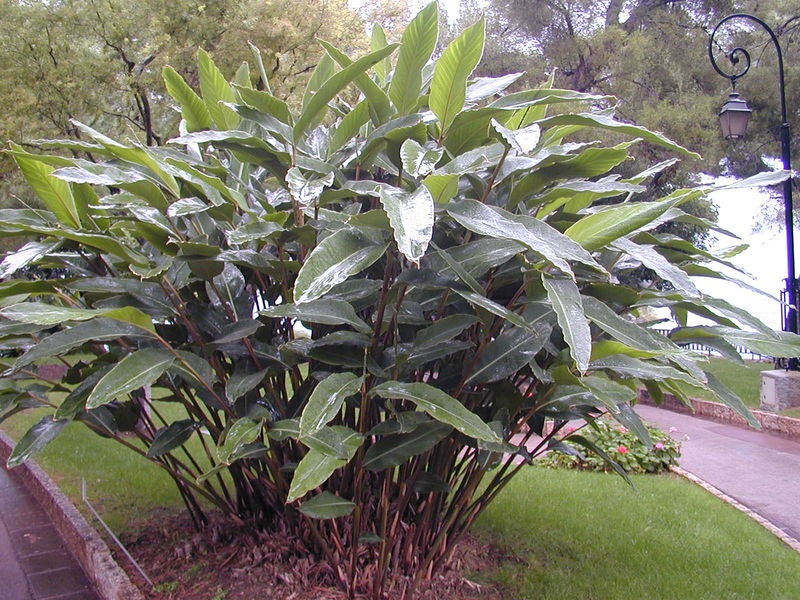 File:200410 Alpinia zerumbet 1.JPG