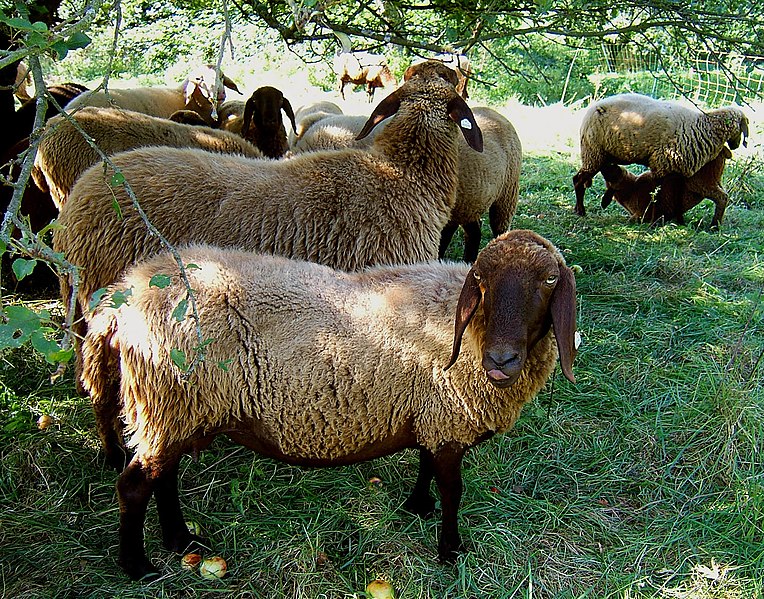 File:2006-09-12Braunes Bergschaf05.jpg