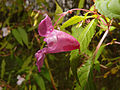 * Nomination Impatiens glandulifera --ComputerHotline 10:10, 6 November 2013 (UTC) * Promotion  Support Good quality --Hockei 21:32, 6 November 2013 (UTC)