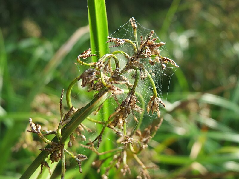 File:20150813Scirpus sylvaticus2.jpg