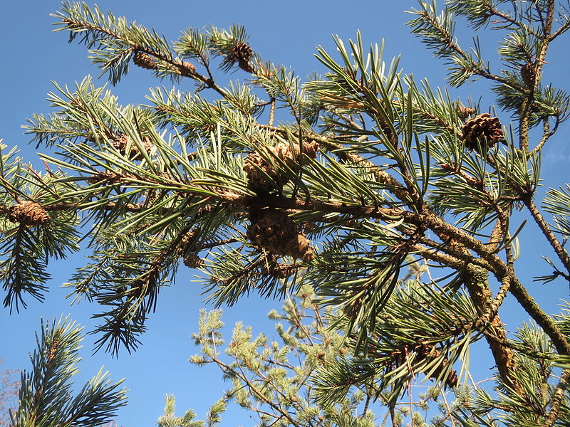 File:20151227Pinus sylvestris1.jpg