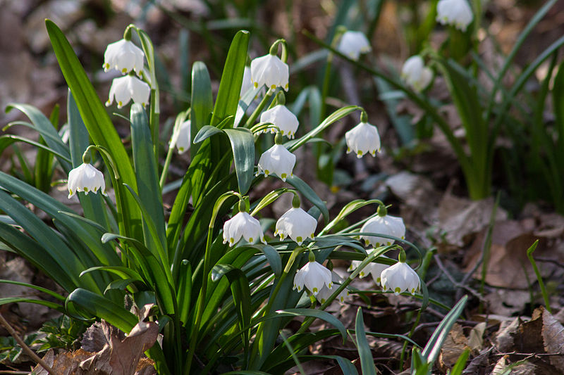 File:2015 Märzenbecherwald 12.jpg