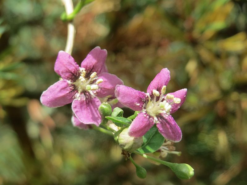 File:20160819Lycium barbarum3.jpg