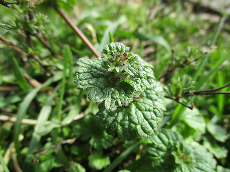 File:20210323Lamium amplexicaule1.jpg