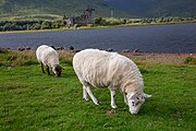 Sheep in front of Kilchurn Castle in Scotland, as viewed from a near layby.