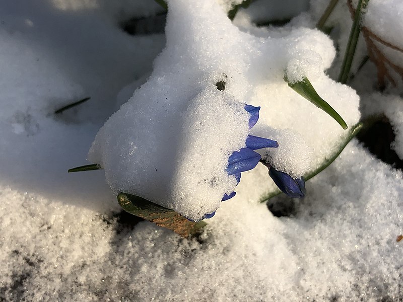 File:2022-03-12 17 16 39 Snow on Siberian Squill along Tranquility Court in the Franklin Farm section of Oak Hill, Fairfax County, Virginia.jpg