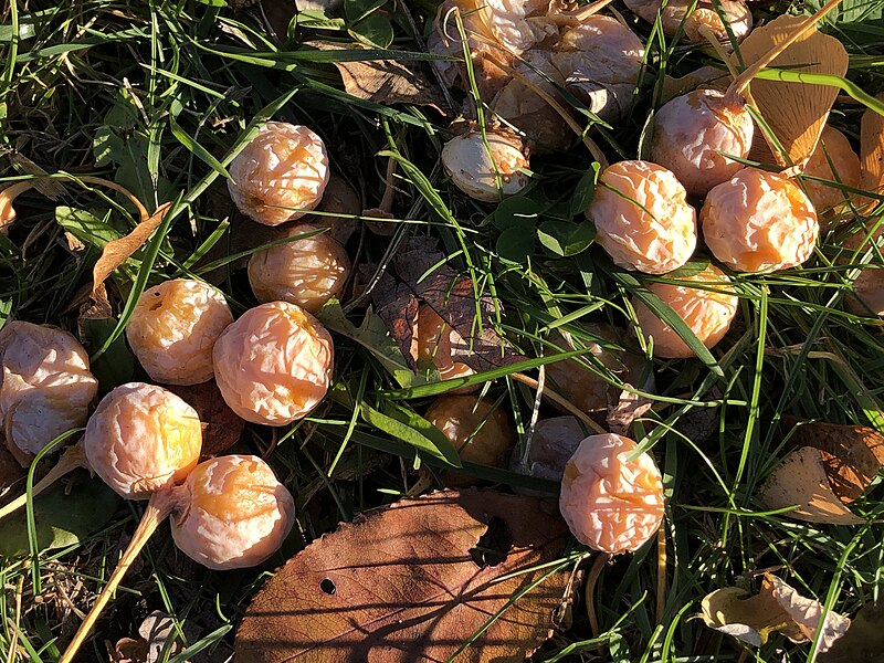 File:2023-11-23 14 27 08 Fallen fruit underneath a female Ginkgo tree along Mercer County Route 643 (Lower Ferry Road) in Ewing Township, Mercer County, New Jersey.jpg