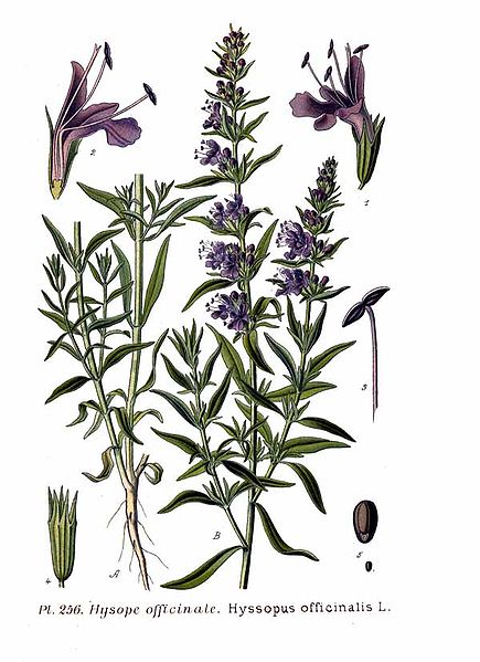 File:256 Hyssopus officinalis L.jpg