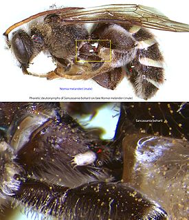 <span class="mw-page-title-main">Alkali bee</span> Species of insect