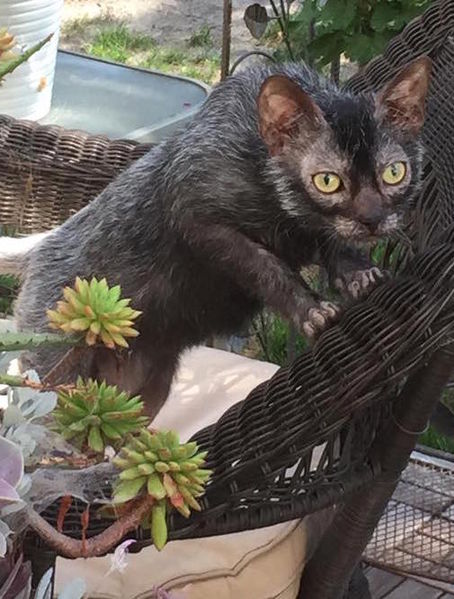 File:8-month-old male Lykoi.jpg