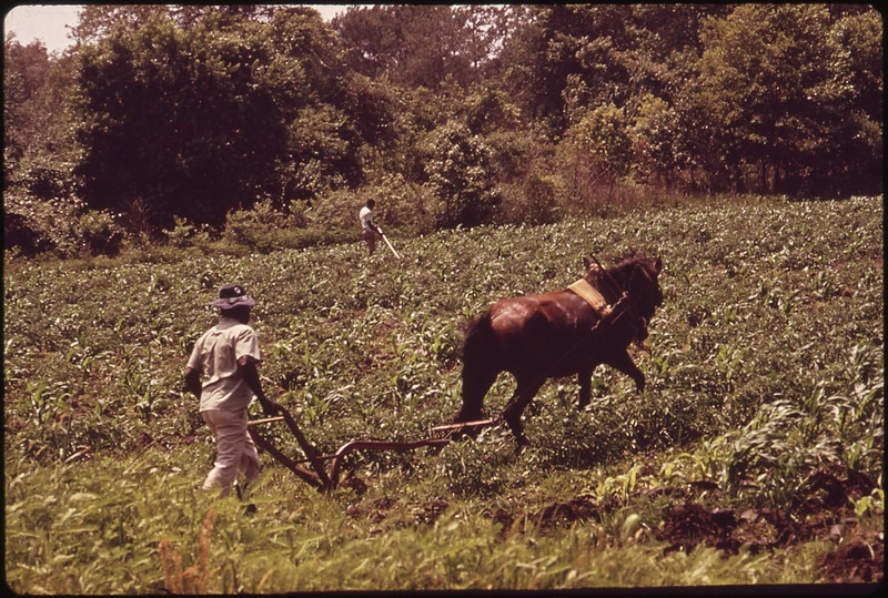 File:A ST. HELENA'S ISLAND FARMER CULTIVATES HIS CORN FIELD - NARA - 546957.tif