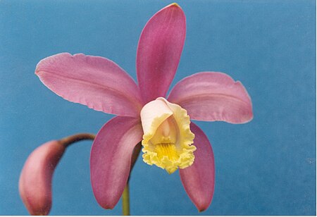 Tập_tin:A_and_B_Larsen_orchids_-_Cattleya_harrisoniana_75-1.jpg